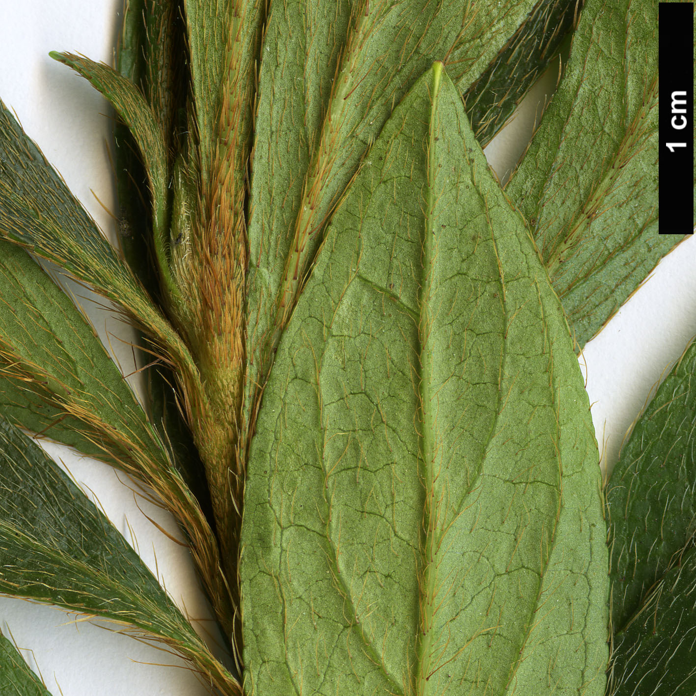 High resolution image: Family: Ericaceae - Genus: Rhododendron - Taxon: yedoense - SpeciesSub: var. poukhanense